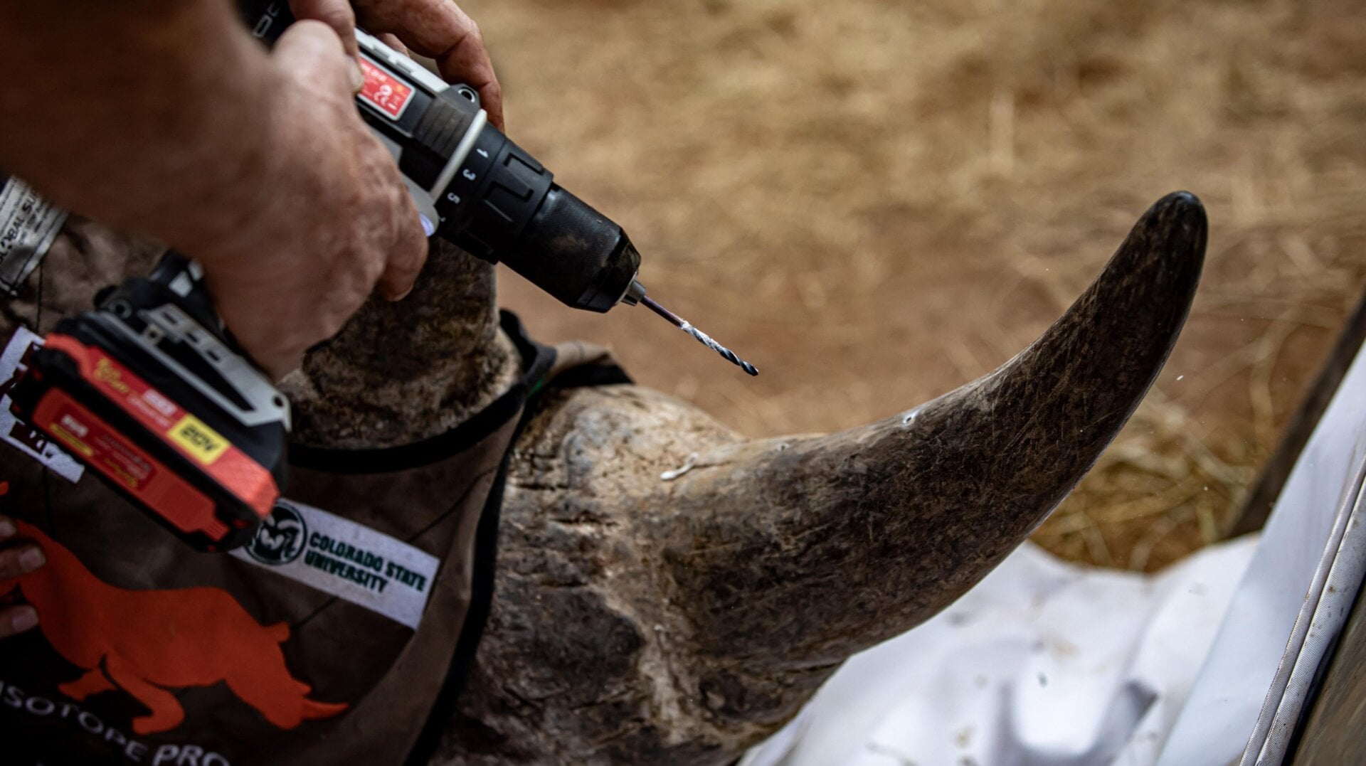 Un membre du Projet Rhisotope perce un trou pour insérer une pastille radioactive dans la corne d’un rhinocéros dans un orphelinat de rhinocéros à  Mokopane,  district de Limpopo, Afrique du Sud le 25 juin 2024.