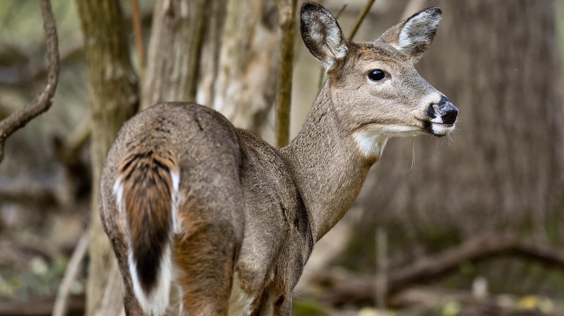 Un cerf de Virginie cherche de la nourriture dans les bois des parcs Wyomissing en Pennsylvanie.