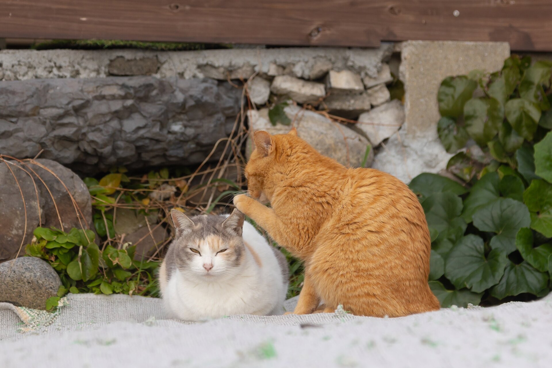 Photo: Kenichi Morinaga