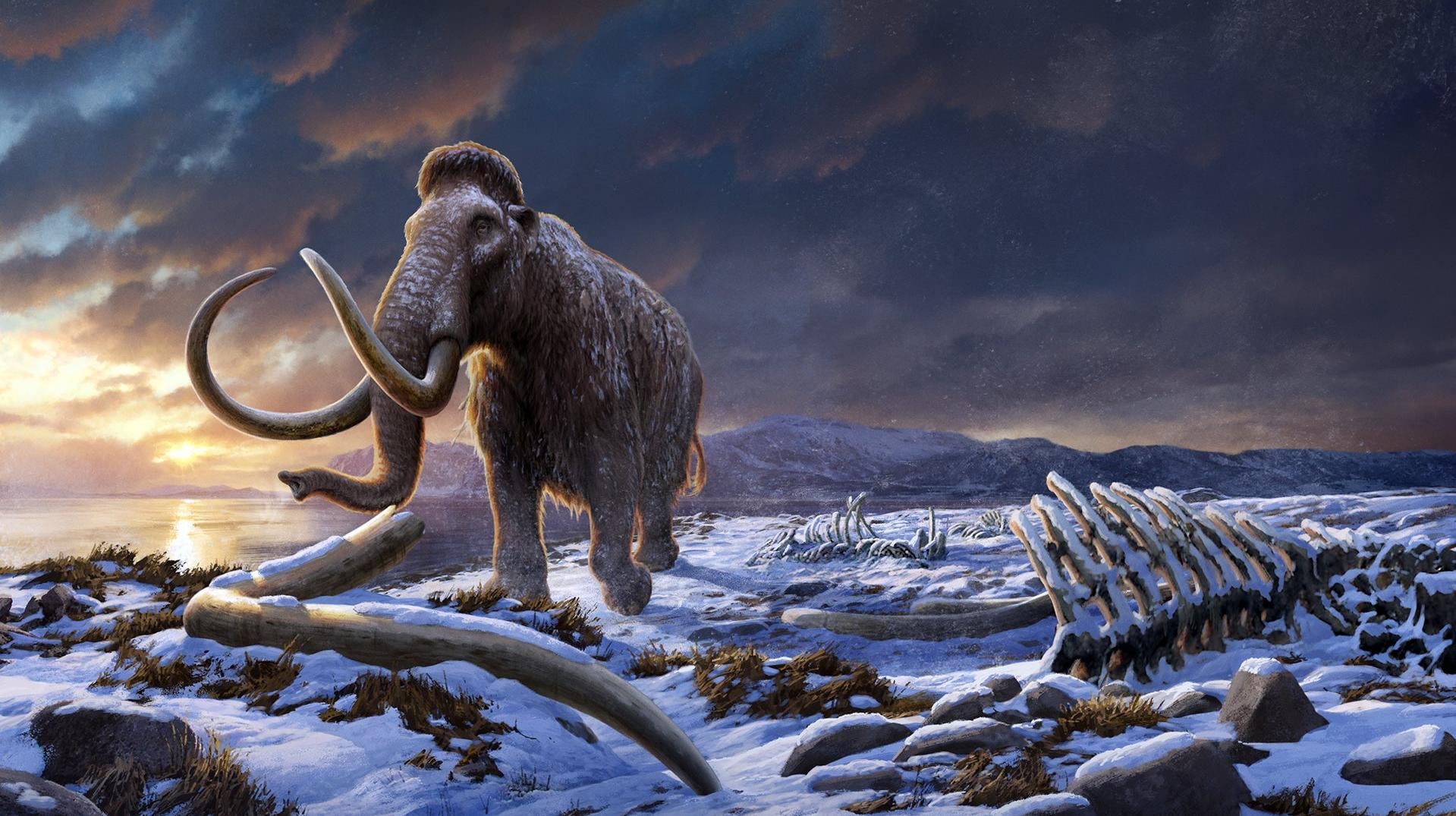 Une illustration paléoartistique du dernier mammouth vivant.