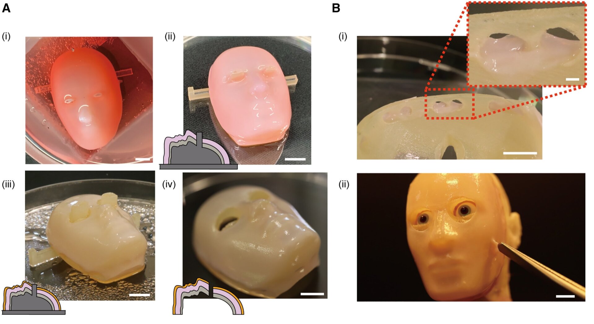 Démonstration des ancres de type perforation pour recouvrir l’appareil facial avec un équivalent peau