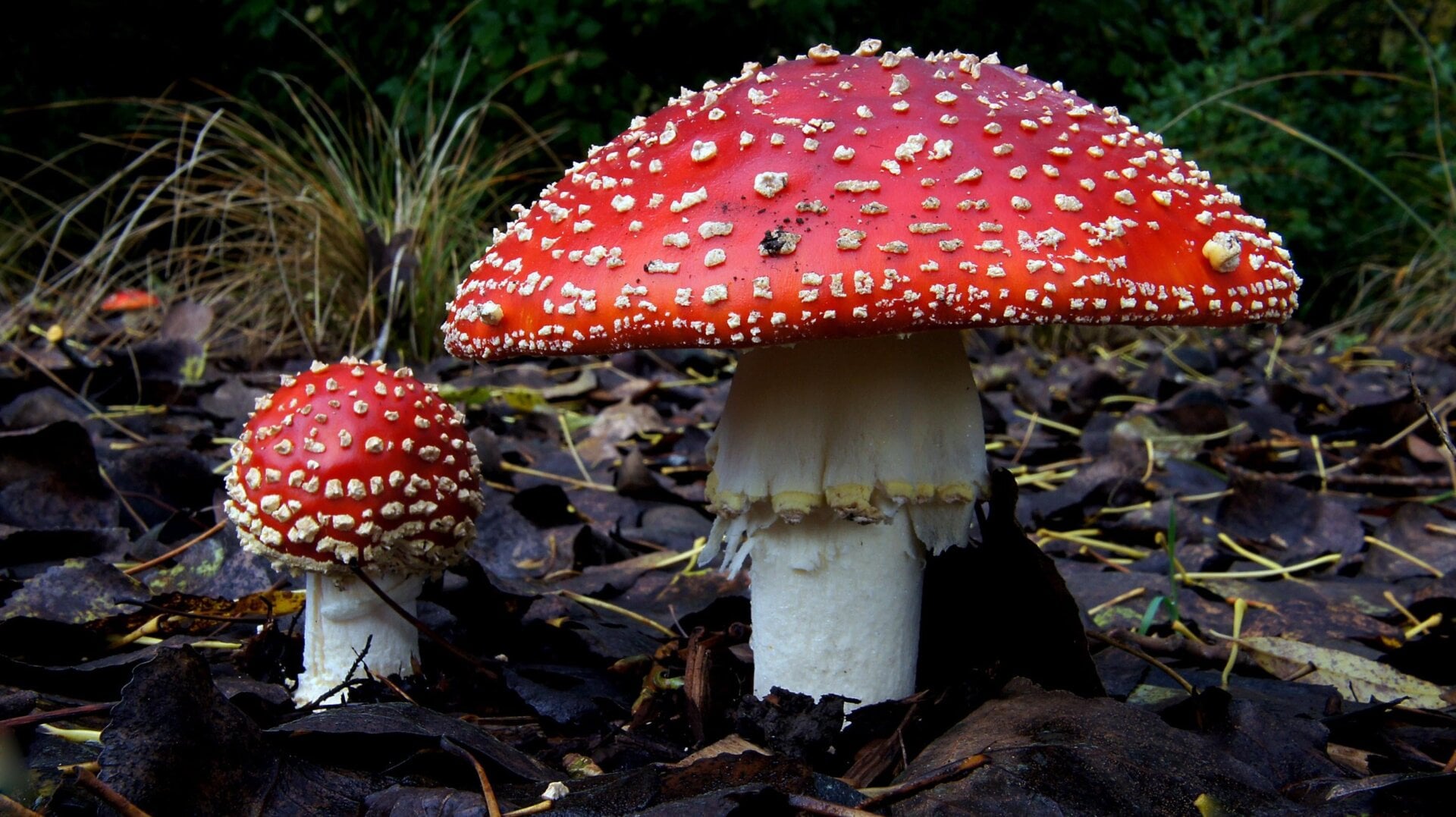 Amanite muscaria champignons