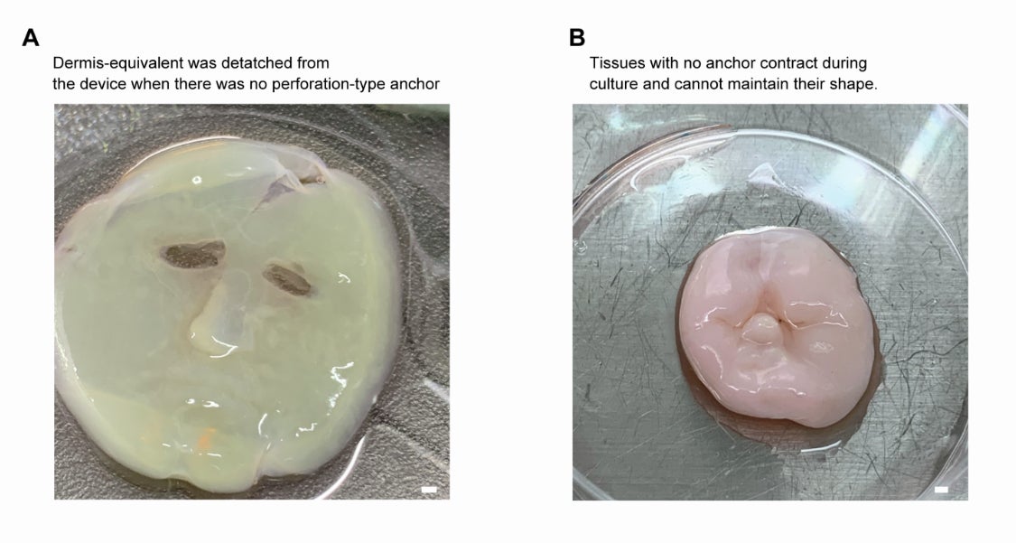 Comme l’explique le document&nbsp;: “L’équivalent Derme réalisé sur l’appareil facial 3D sans ancrages de type perforation. (A) En l’absence de perforation -type d’ancrages, l’équivalent de derme se détachant de l’appareil facial lors du décollage du moule supérieur. (B) Cultiver des équivalents de derme qui ne sont pas fixés par des ancrages de type perforation entraînent une incapacité à conserver leur forme. Barres d’échelle, (A) 1 mm ; (B) 1 mm.&nbsp;»