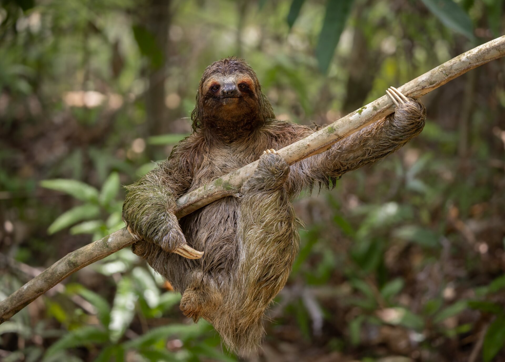 Photo: © Harry Collins / Nikon Comedy Wildlife Awards