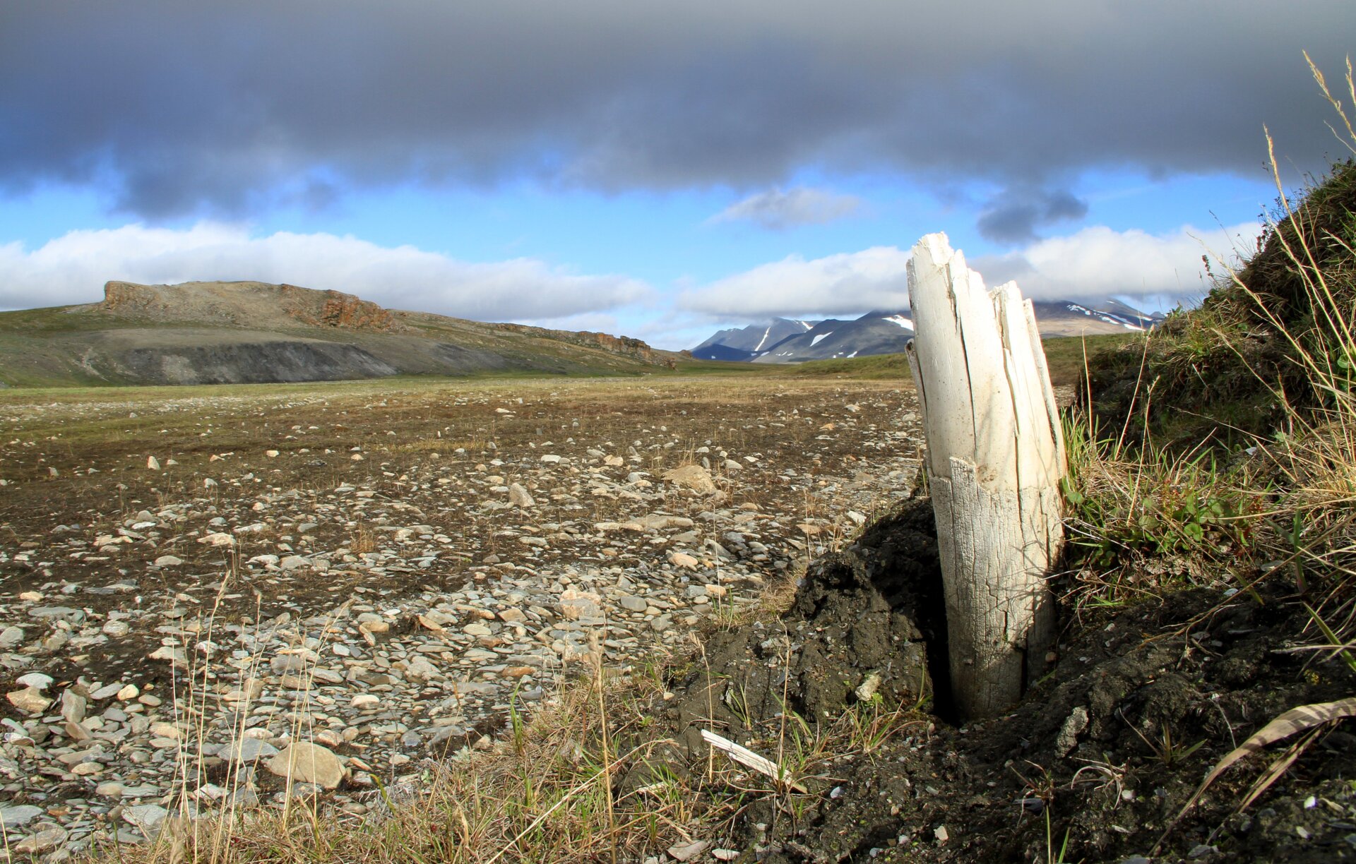 Une défense de mammouth qui sort du sol sur l’île Wrangel.