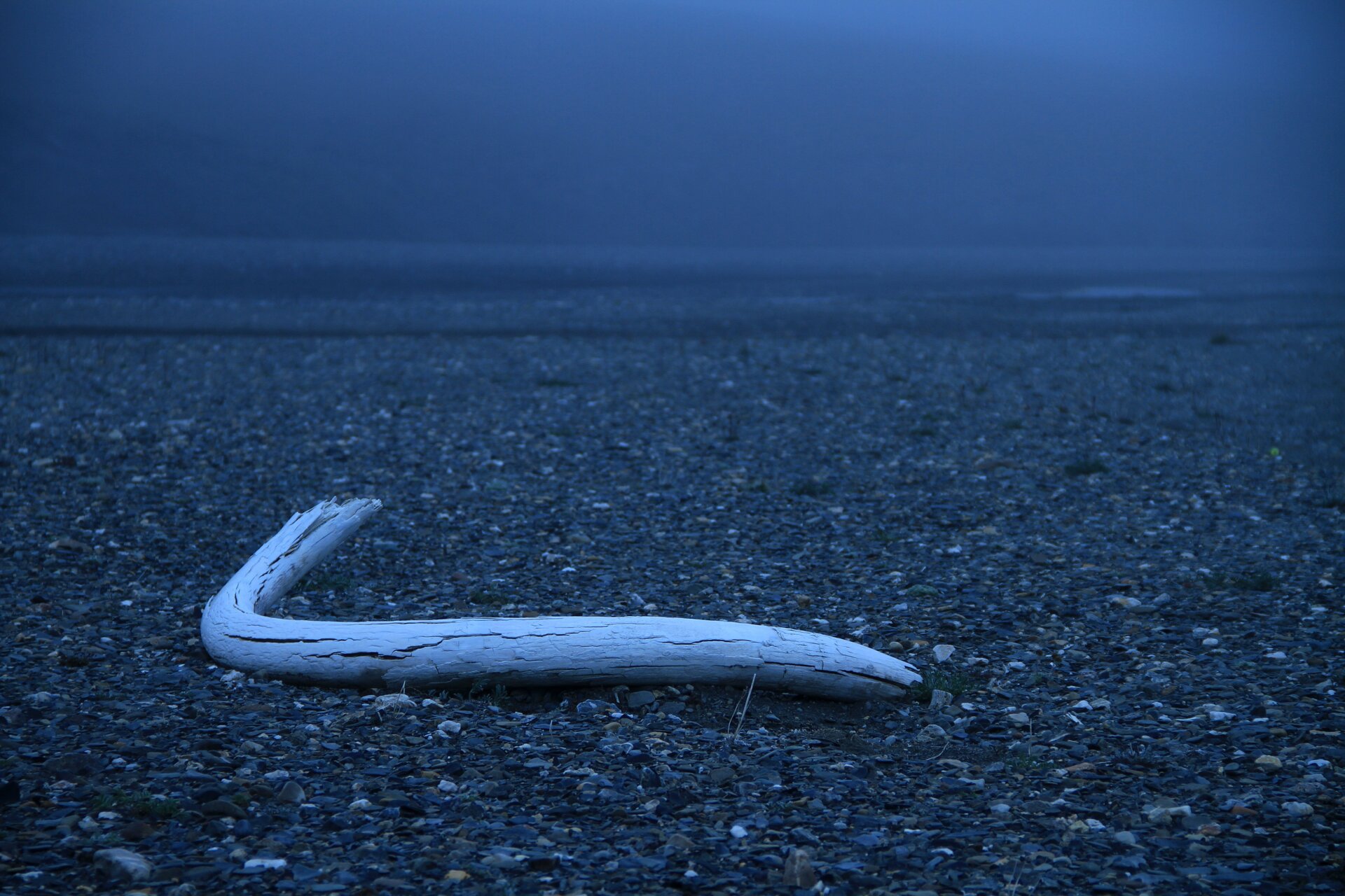 Une défense de mammouth sur l’île Wrangel.