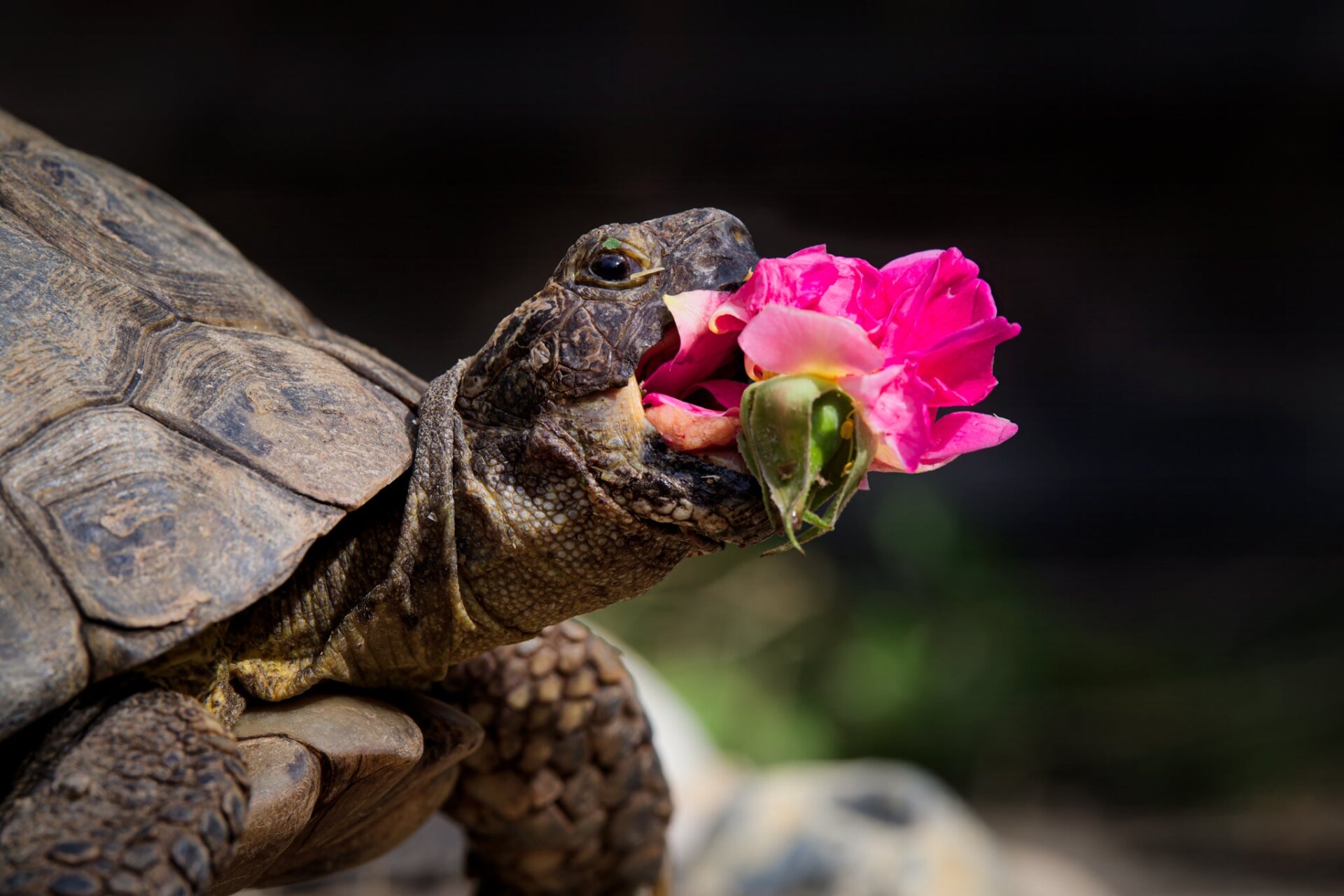 Photo: ©Jonathan Casey/Comedy Pets