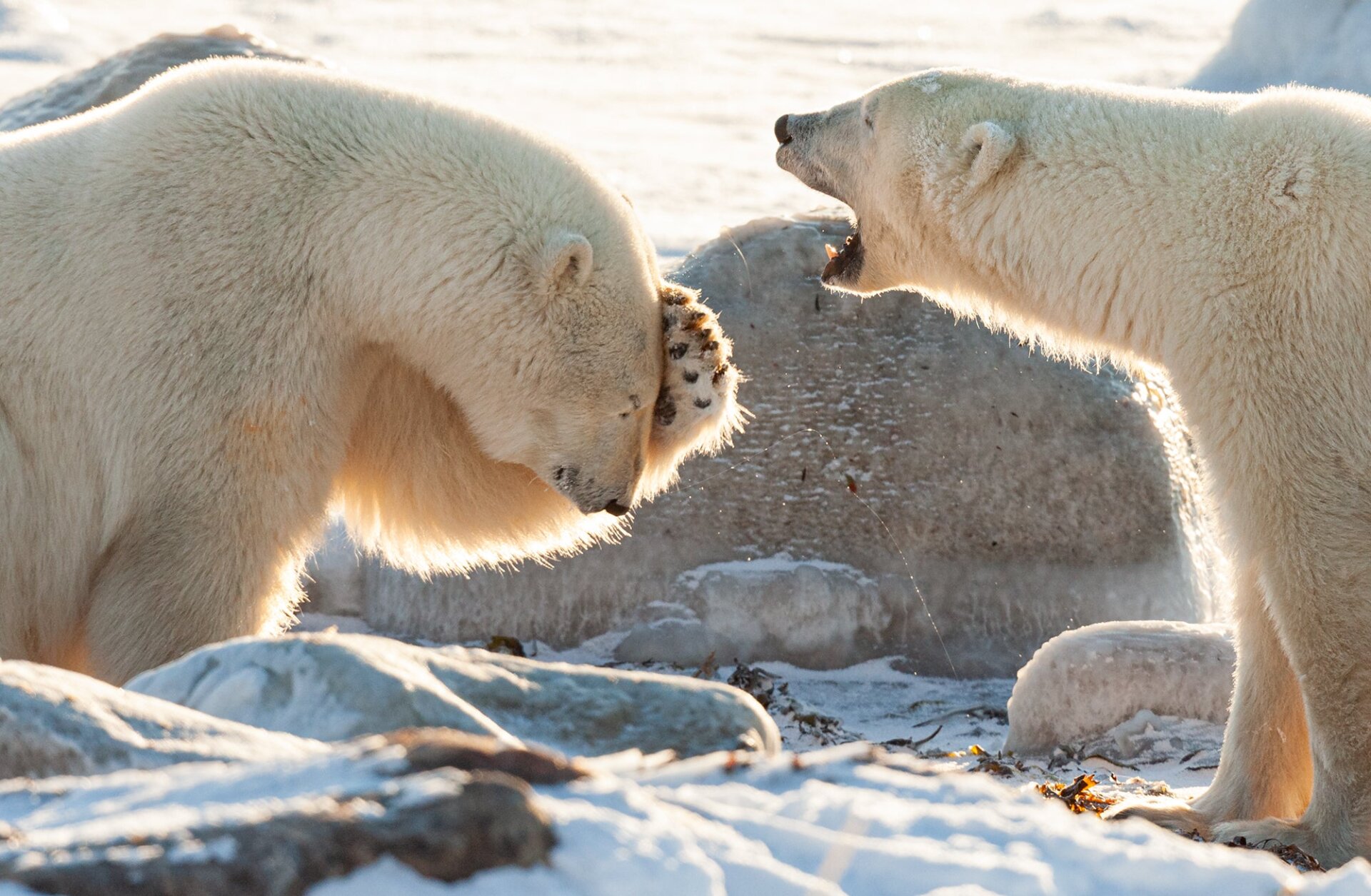 Photo: © Wendy-Kaveney / Nikon Comedy Wildlife Awards