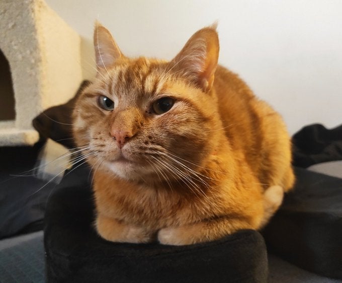 Cheddar ‘Chiz’ Cara, chat remarqué et grattoir non-problématique.